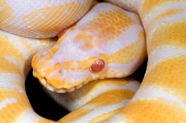 Un bărbat a fost muşcat în zona genitală de pitonul vecinului, în timp ce era la toaletă, în Austria. Reptila scăpase printr-o scurgere