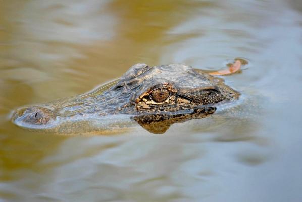 Tânără sfâșiată de un aligator, în timp ce înota într-un iaz din Florida