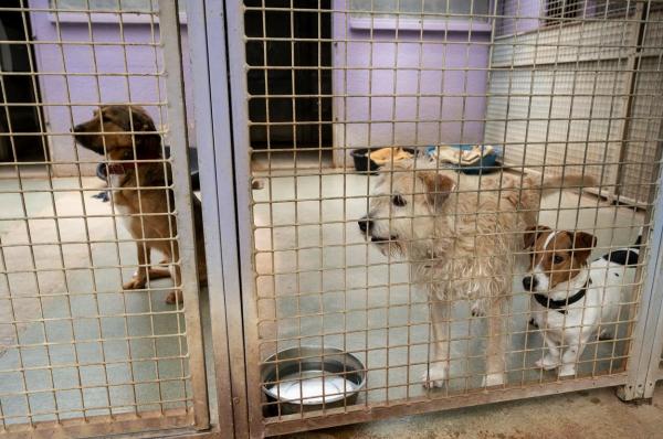 Mai mulţi câini ce urmau să ajungă într-un adăpost de animale din Australia au fost omorâţi. Autorităţile locale au interpretat greşit regulile anti-covid