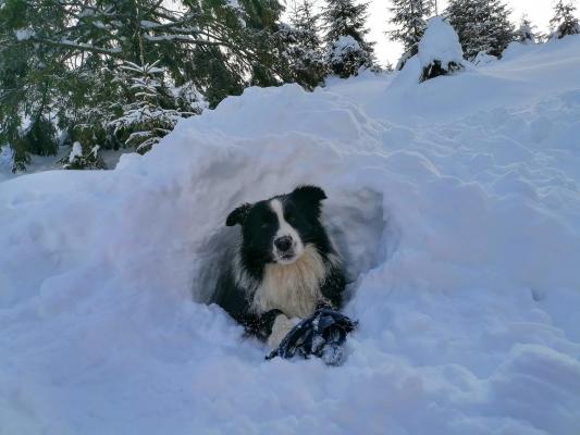 "Carp a fost lovit de un pantof roz". Singurul câine de intervenţie al Salvamont Prahova, aproape să fie aruncat în prăpastie de o turistă