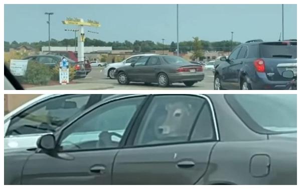 Viralul săptămânii: S-a dus cu vaca la fast-food, pe bancheta din spate a maşinii, în SUA: „Am crezut că nu e real. Apoi am văzut că se mişcă"