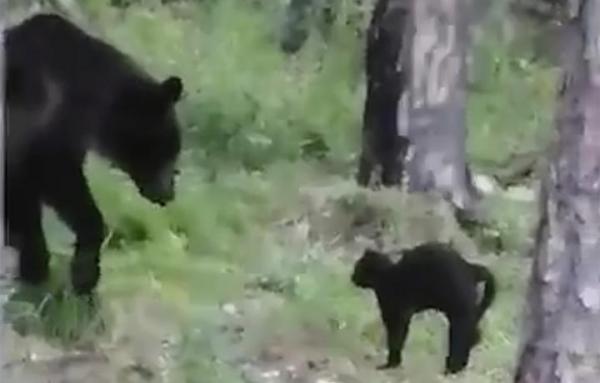 O pisică a câştigat lupta cu un urs brun, într-o pădure din Siberia: "Şi acasă o cerți pentru că rupe tapetul!" - VIDEO