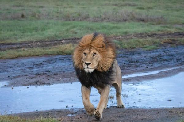 Trei copii au fost ucişi de lei