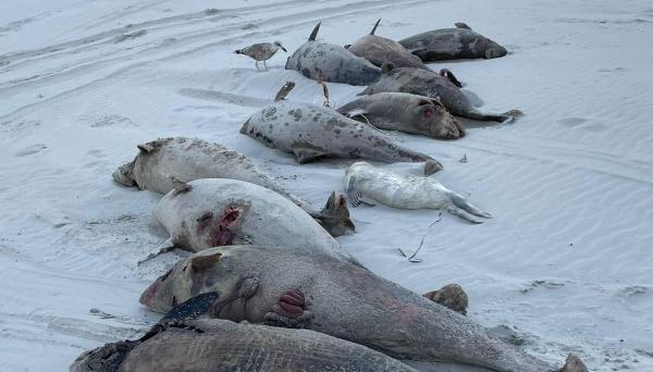 Moarte misterioasă a 100 de marsuini, în Olanda. Carcasele lor au fost aduse de valuri pe uscat