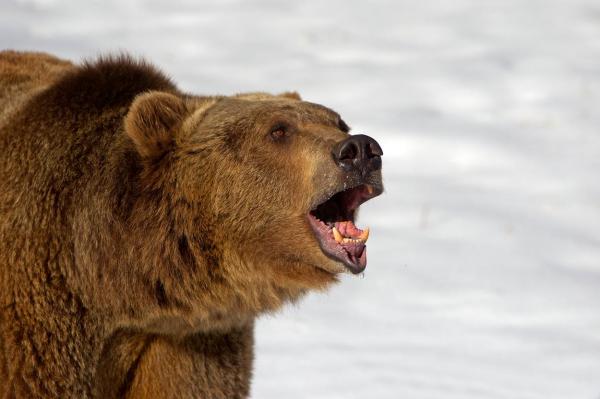 Când prada devine prădător: o capră de munte a ucis un urs grizzly, în Canada. Cum a fost posibil?