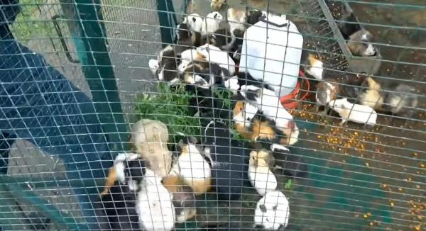 porcuşori de Guineea