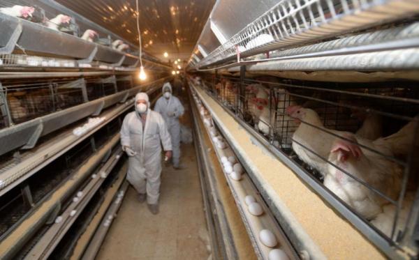 Controale în opt judeţe cu risc ridicat de apariţie a gripei aviare. Caz de "influenţă înalt patogenă H5N1", la Galaţi