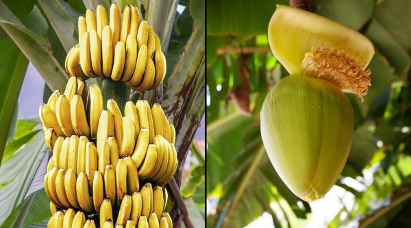 Ensete ventricosum supranumită banana falsă