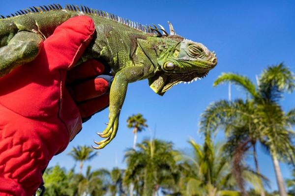 Temperaturile sunt atât de scăzute în Florida încât reptilele cad din copaci