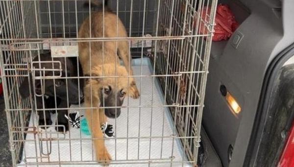 Cei foi pui de câine au ajuns în grija unei fundaţii care se ocupă cu protecţia animalelor