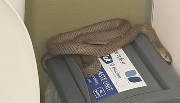 Reptila găsită avea peste un metru lungime, iar imaginile împărtășite o arată încovoiată pe coșul de gunoi din toaletă.