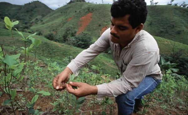 Cultura este înfloritoare mai ales în zonele din apropierea granițelor naționale sau cu acces ușor la mare