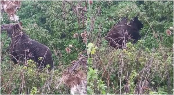Urs lovit de maşină, lăsat în agonie pe marginea drumului