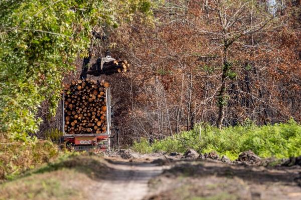 Camion cu lemne în pădure