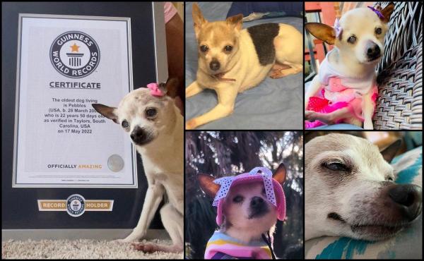 Cel mai bătrân câine din lume a murit. Pebbles ajunsese la vârsta de 22 de ani