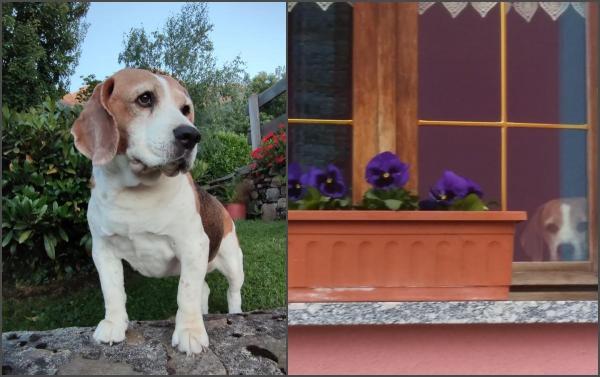 "La revedere, dragul meu prieten. Cu siguranță, ne vom reîntâlni cândva". Un italian oferă 50.000 de euro pentru a-l găsi pe cel care i-a otrăvit câinele