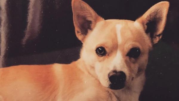 Gino, cel mai bătrân cățel din lume