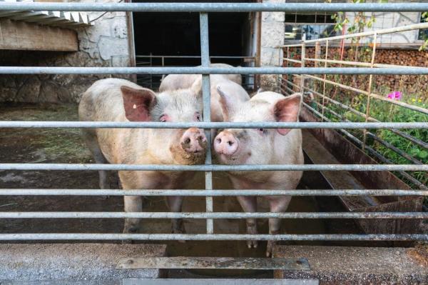 Imagine ilustrativă