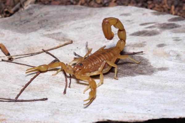 scorpion galben brazilian