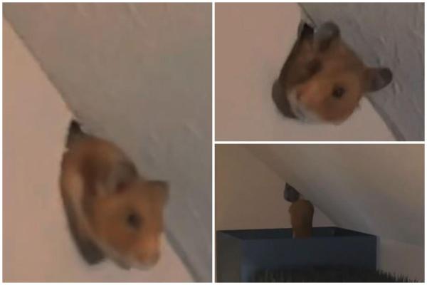 Hamsterul din vecini, intrus în casa celor două femei