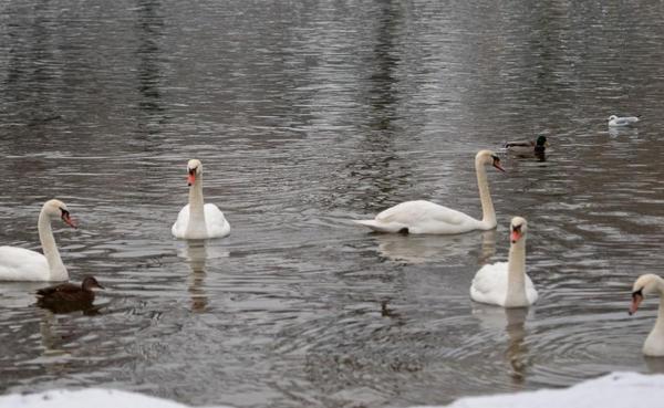 Analizele au confirmat că avea gripă aviară