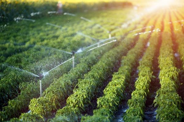(P) De ce să folosești pentru suprafața ta agricolă un sistem de irigare prin aspersie? fabricadeirigatii.ro - prima fabrică de sisteme de irigații din România