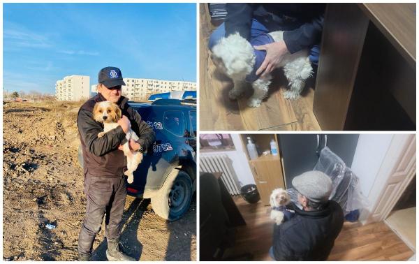 O căţeluşă furată în Bucureşti şi-a regăsit stăpânii după doi ani. O mașină a oprit lângă ea, au înșfăcat-o pe Sara și au demarat rapid