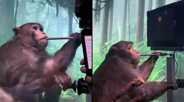 experiment Neuralink pe maimuțe