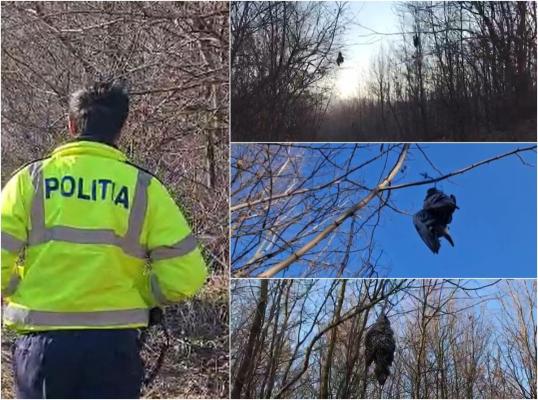 „Nu am văzut aşa ceva în viaţa mea”! Scene demne de un film de groază într-o pădure din Botoşani. Zeci de leşuri de păsări atârnate în copaci