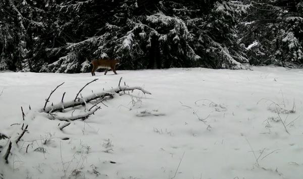 Imagine rară surprinsă în Parcul Naţional Retezat: Mamă râs, la plimbare cu puii săi