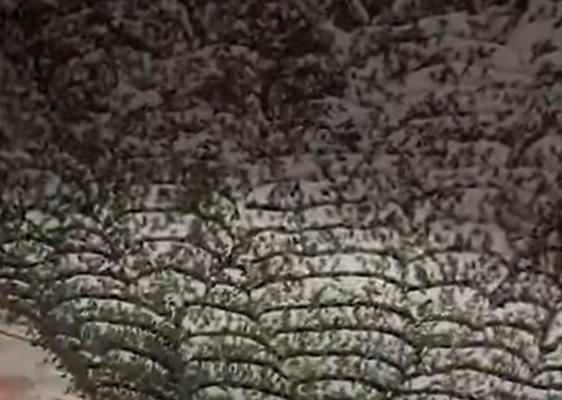 O femeie din Brazilia a descoperit că are casa „invadată”, după ce s-a întors de la spital unde fusese internată pentru o vreme