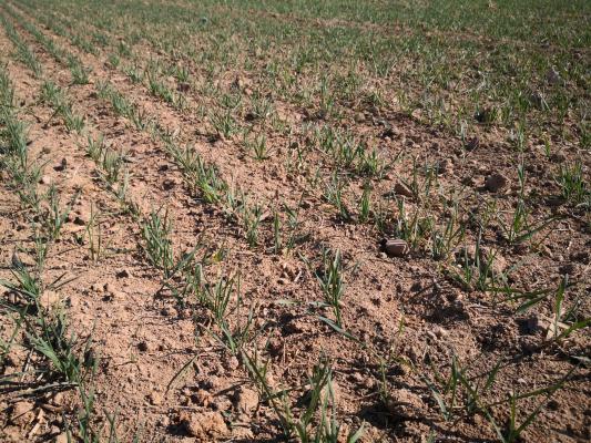 Cea mai gravă și lungă secetă din ultimii 25 de ani. Agricultorii din Arad și Moldova se tem că recolta va fi dezastru anul acesta