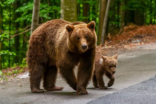Ursoaică împuşcată în Harghita: ”Mormăia, a vrut să sară pe noi”. Avea bârlog cu doi pui, între case