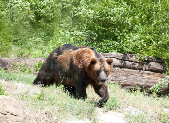 Doi copii de 8 și 11 ani, atacaţi de urs în Sibiu. Unul dintre ei a fost muşcat de cap