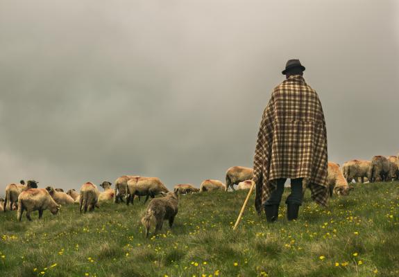 Cioban la stână, cu turma de oi