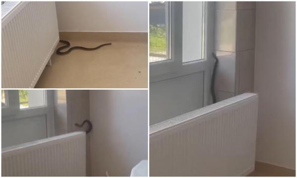 Şarpe în spitalul din Balş