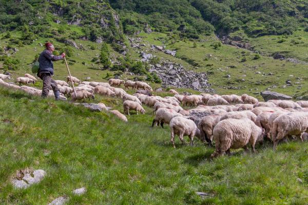 Cioban cu oile, la munte.