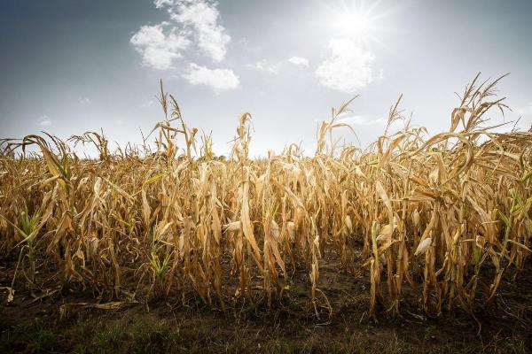 Pericol de secetă extremă în mai multe zone din ţară. Prognoză specială pentru următoarea săptămână