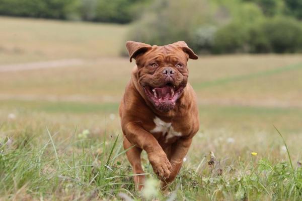 O adolescentă din Tulcea, care a ieşit la plimbare cu o prietenă şi cei doi câini ai lor, a fost muşcată de un câine periculos.