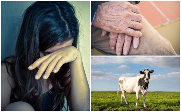 Amira a fost vândută de neamuri unui bătrân, să-i fie mireasă. În schimb, familia fetei a primit câteva vaci