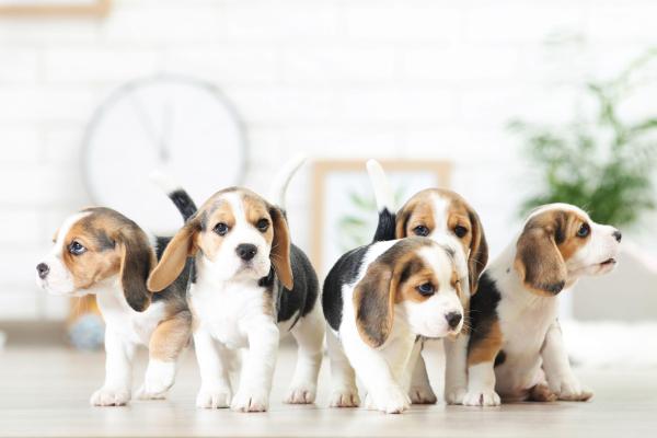 Mii de căţei salvaţi dintr-un laborator pentru experimente. Compania este acuzată de acte de cruzime împotriva animalelor