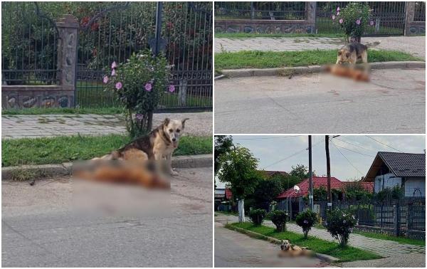 Fidelitate până la moarte şi dincolo de ea: Un câine a rămas zeci de minute nemişcat lângă prietenul său mort, după ce a fost lovit de o maşină în Curtea de Argeş