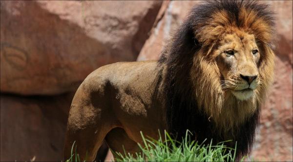 Polițiștii au deschis o anchetă, pentru a afla circumstanțele care au dus la producerea incidentului