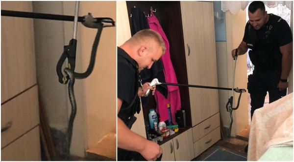 O reșițeancă s-a trezit în casă cu un șarpe de aproape un metru. Reptila era pe etajeră, în baie