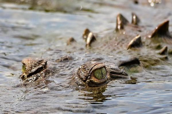 Un băiat de 15 ani a fost ucis de un crocodil în timp ce pescuia. Trupul nu a putut fi recuperat din lac timp de două zile