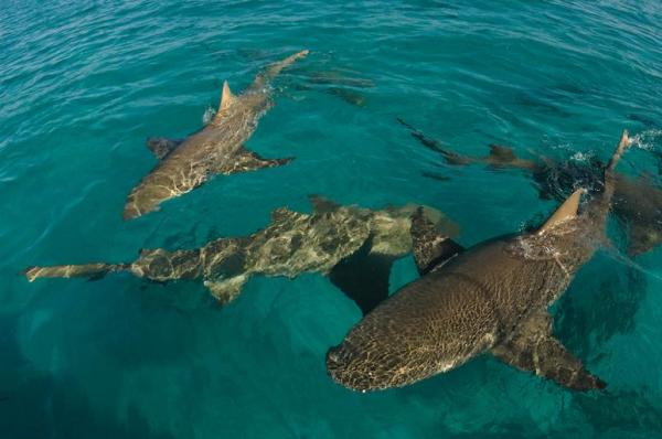 Scene din filmul "Fălci" pe o plajă din Bahamas. Un băiat de opt ani a fost atacat de trei rechini: "Tati, nu vreau să mor"