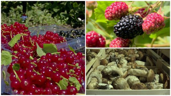 Ciupercile și fructele de pădure din România, la mare căutare în străinătate