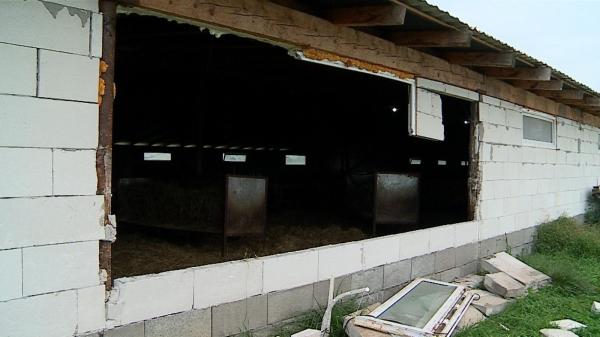 "A rupt peretele, cu tot cu geam". Un urs înfometat a făcut prăpăd într-un saivan din Mureș: a omorât zeci de oi, în căutare de hrană