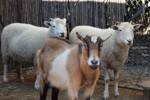 Cum s-a "răzbunat" pe oi şi capre