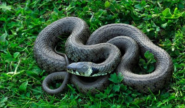 Tatăl a doi copii, ucis de un șarpe în casa din Australia. Vecinii au auzit ţipetele disperate ale soţiei sale, strigând după ajutor